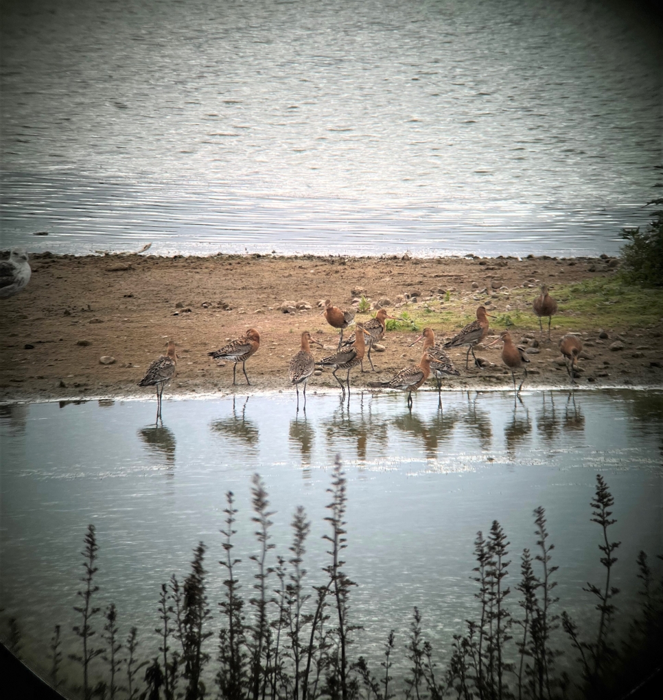 Wildlife sightings for 5th July 2022